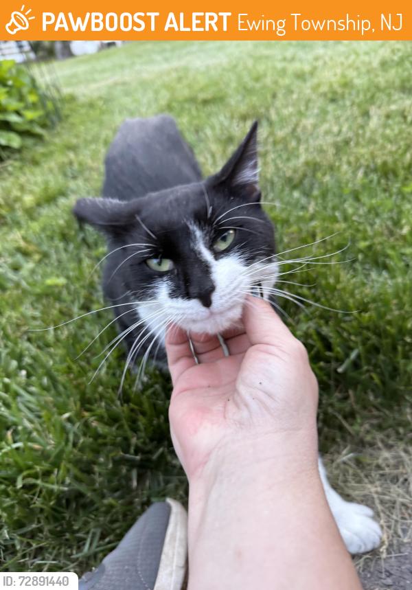 Found/Stray Unknown Cat last seen Madison Ave, Ewing Township, NJ 08638