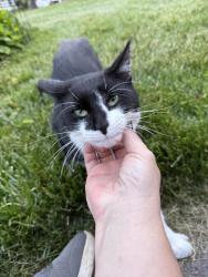 Found/Stray Unknown Cat last seen Madison Ave, Ewing Township, NJ 08638