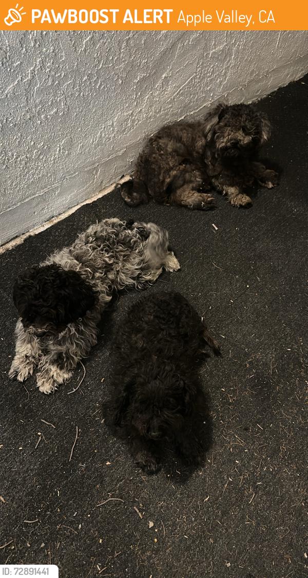 Found/Stray Unknown Dog last seen Apple Valley rd, Mondamon Rd, Apple Valley, CA 92395