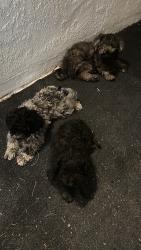 Found/Stray Unknown Dog last seen Apple Valley rd, Mondamon Rd, Apple Valley, CA 92395