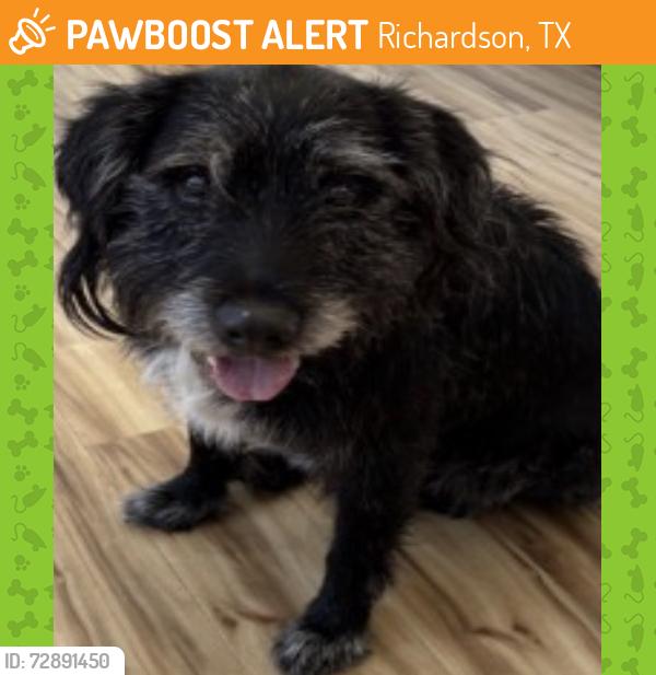 Found/Stray Male Dog last seen Oakwood, Richardson, TX 75082
