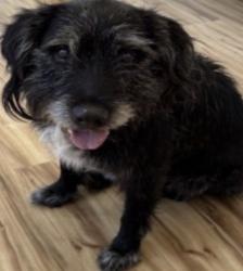 Found/Stray Male Dog last seen Oakwood, Richardson, TX 75082