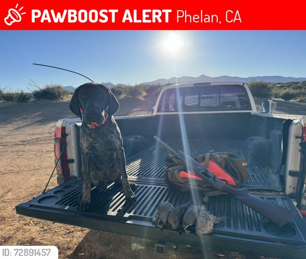 Lost Male Dog last seen Shasta Rd. And El Centro Rd., Phelan, CA 92371