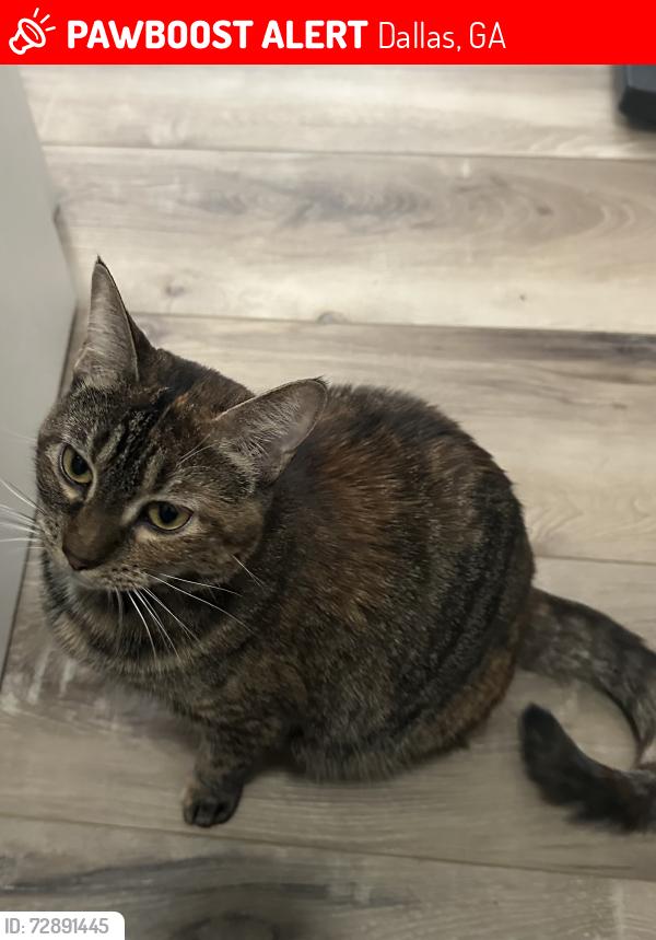 Lost Female Cat last seen Old Cartersville Rd and Electric Dam Rd, Dallas, GA 30132