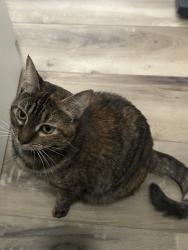 Lost Female Cat last seen Old Cartersville Rd and Electric Dam Rd, Dallas, GA 30132