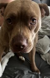 Found/Stray Female Dog last seen Smoke Ranch and Jones, Las Vegas, NV 89108