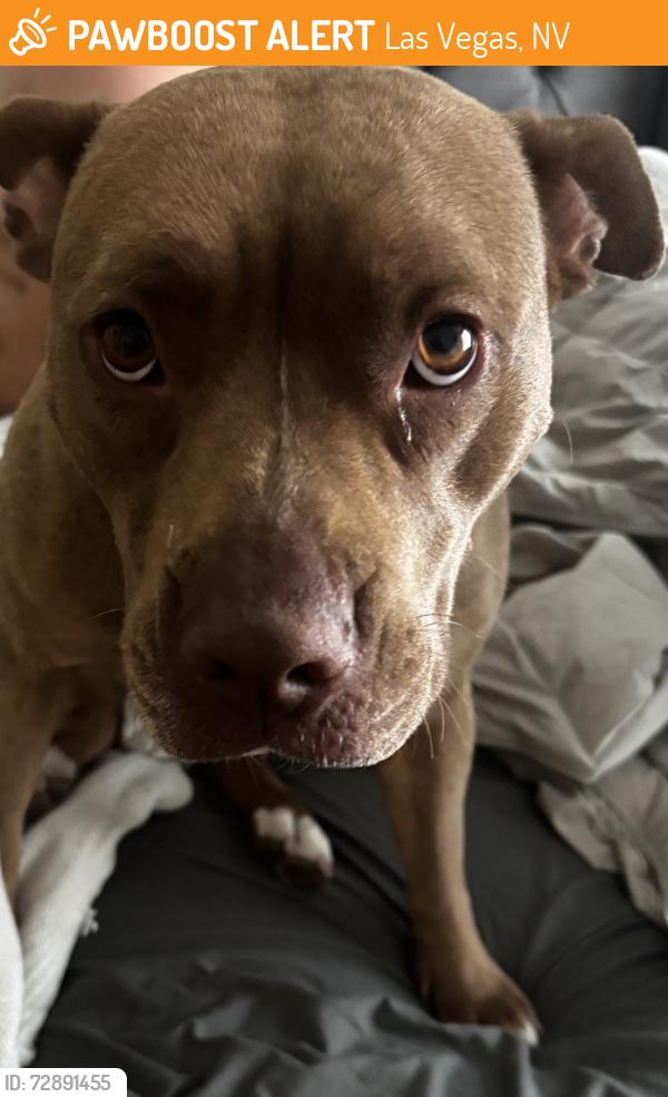 Found/Stray Female Dog last seen Smoke Ranch and Jones, Las Vegas, NV 89108