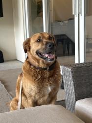 Found/Stray Male Dog last seen Blano river/ fm290, Kingsland, TX 78639