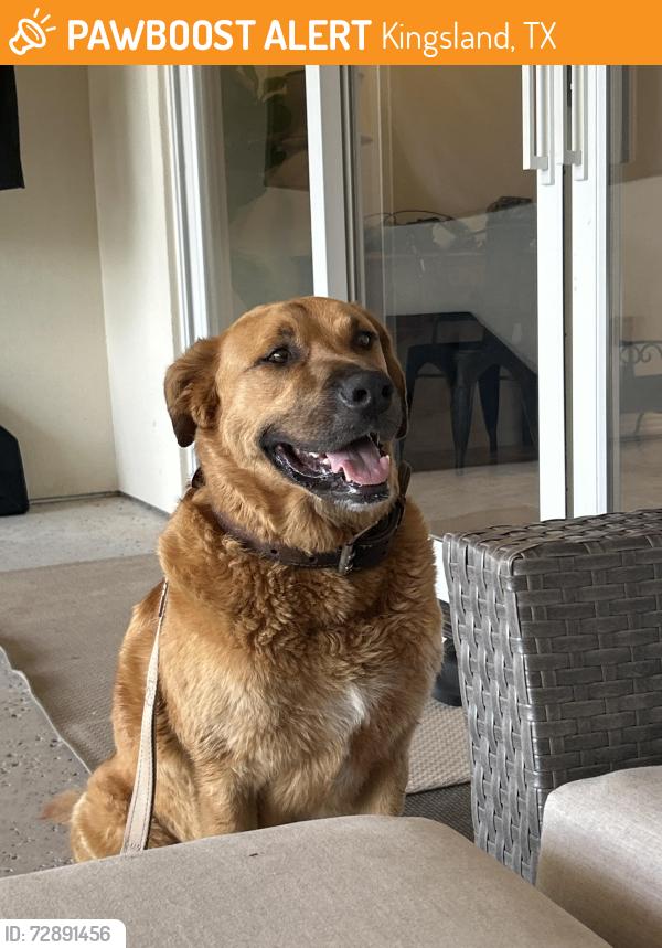 Found/Stray Male Dog last seen Blano river/ fm290, Kingsland, TX 78639