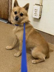 Shelter Stray Male Dog last seen MEMORIAL/ROYAL, Hayward, CA 94544