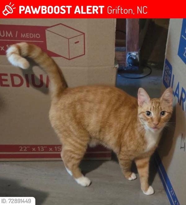 Lost Male Cat last seen Cannon Blvd and Wall St, Grifton, NC 28530