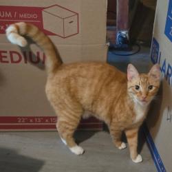 Lost Male Cat last seen Cannon Blvd and Wall St, Grifton, NC 28530