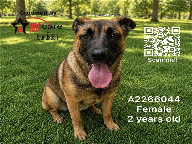 Shelter Stray Female Dog last seen , Los Angeles, CA 90031