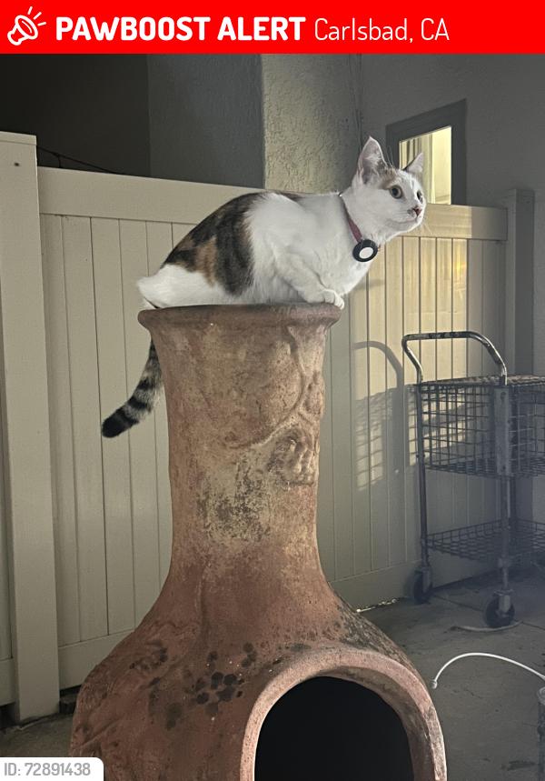 Lost Female Cat last seen Carlsbad Fire Station 4, Carlsbad, CA 92011