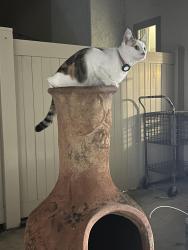 Lost Female Cat last seen Carlsbad Fire Station 4, Carlsbad, CA 92011