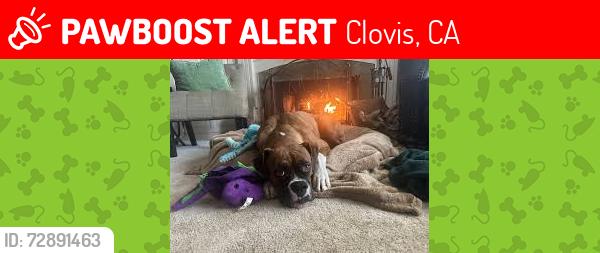 Lost Male Dog last seen Sample and 168, Clovis, CA 93619