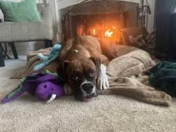Lost Male Dog last seen Sample and 168, Clovis, CA 93619