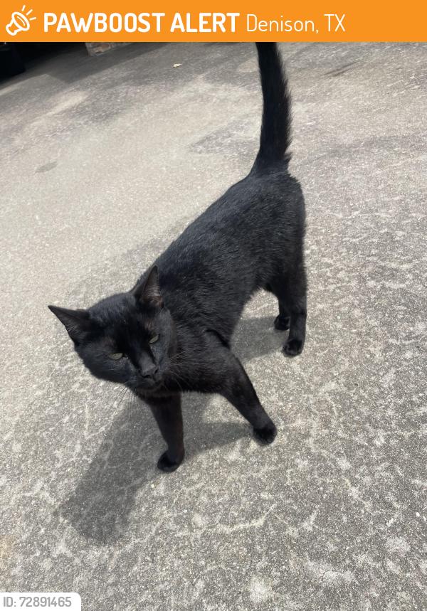 Found/Stray Unknown Cat last seen Preston & 691, Denison, TX 75020