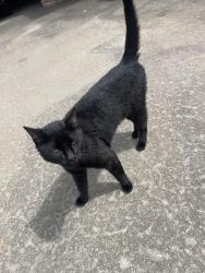Found/Stray Unknown Cat last seen Preston & 691, Denison, TX 75020