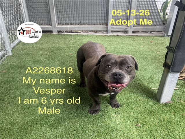 Shelter Stray Male Dog last seen , Los Angeles, CA 90047