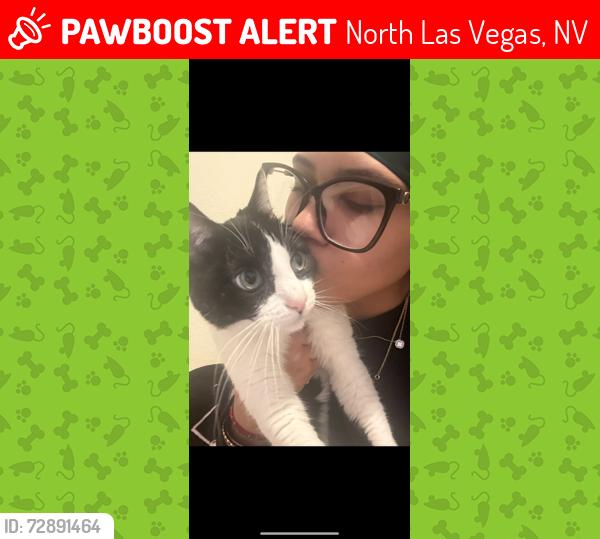 Lost Male Cat last seen Near w casa del Norte drive, North Las Vegas, NV 89031
