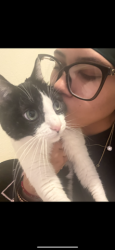 Lost Male Cat last seen Near w casa del Norte drive, North Las Vegas, NV 89031