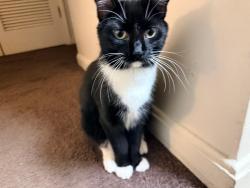 Lost Female Cat last seen Taylorsville rd, old six mile, tree lane, Jeffersontown, KY 40299