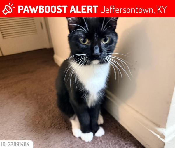 Lost Female Cat last seen Taylorsville rd, old six mile, tree lane, Jeffersontown, KY 40299