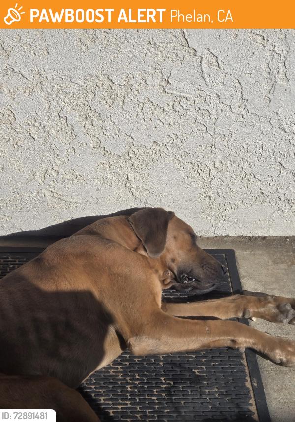 Found/Stray Unknown Dog last seen Baldy mesa, Phelan, CA 92371