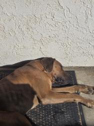 Found/Stray Unknown Dog last seen Baldy mesa, Phelan, CA 92371