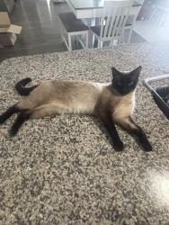 Lost Male Cat last seen Club pond rd, Raeford, NC 28376