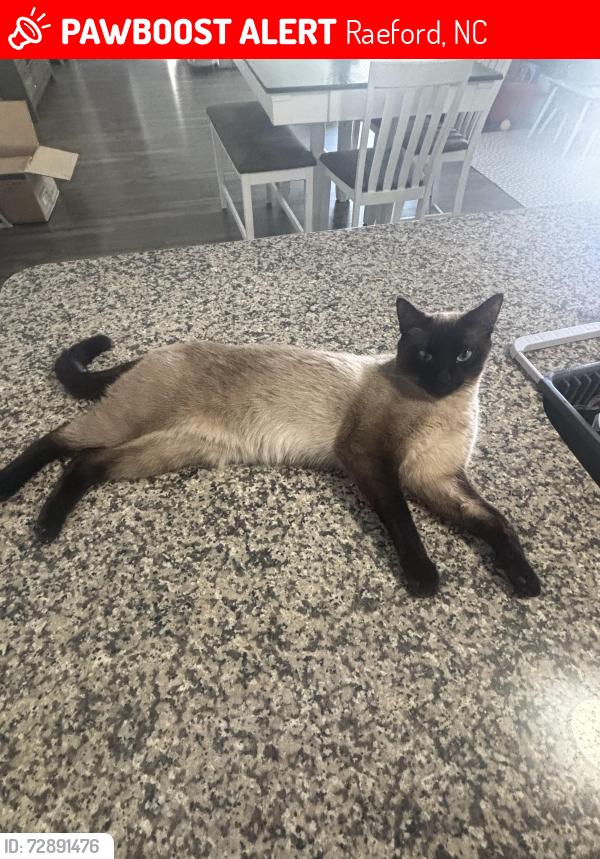 Lost Male Cat last seen Club pond rd, Raeford, NC 28376