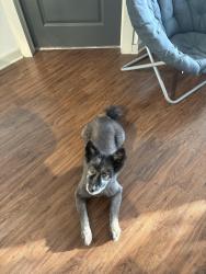 Found/Stray Male Dog last seen In the parking garage of the CMT building, Nashville, TN 37201