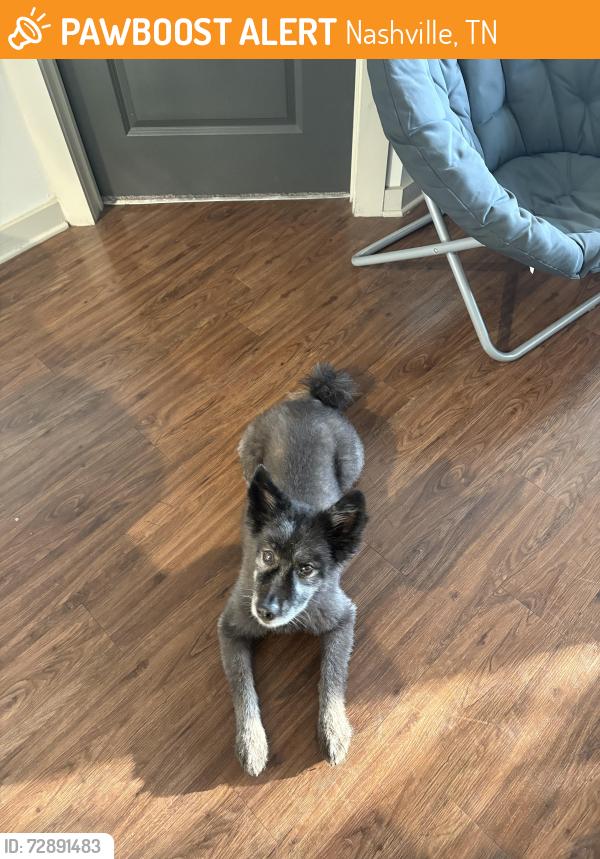 Found/Stray Male Dog last seen In the parking garage of the CMT building, Nashville, TN 37201