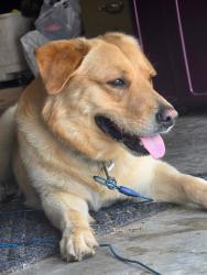 Found/Stray Male Dog last seen Off Wilson Loop and Moon Rd. Nearby Ward Central Elementary , Ward, AR 72176
