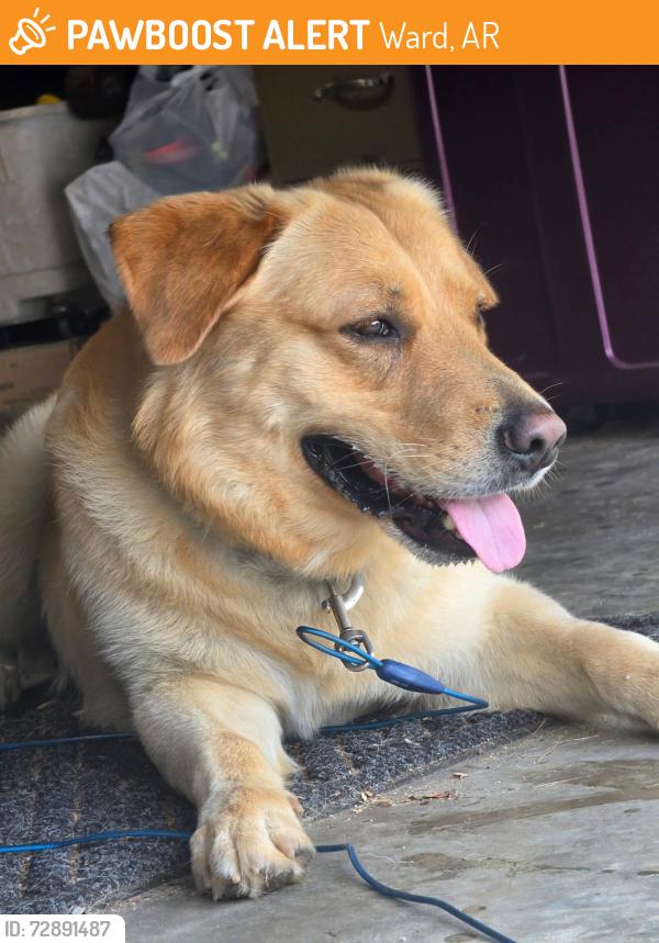 Found/Stray Male Dog last seen Off Wilson Loop and Moon Rd. Nearby Ward Central Elementary , Ward, AR 72176