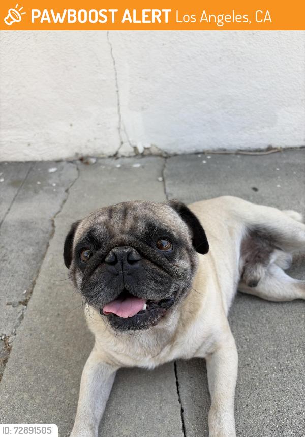 Found/Stray Male Dog last seen kewen st, Los Angeles, CA 91345