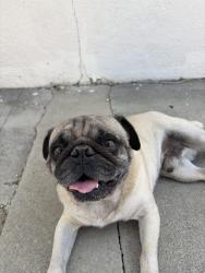 Found/Stray Male Dog last seen kewen st, Los Angeles, CA 91345