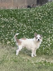 Found/Stray Male Dog last seen Piedmont Baptist Church Family Life Center on Enochville Ave. China Grove, Enochville, NC 28023
