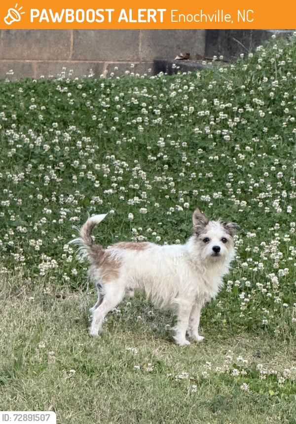 Found/Stray Male Dog last seen Piedmont Baptist Church Family Life Center on Enochville Ave. China Grove, Enochville, NC 28023