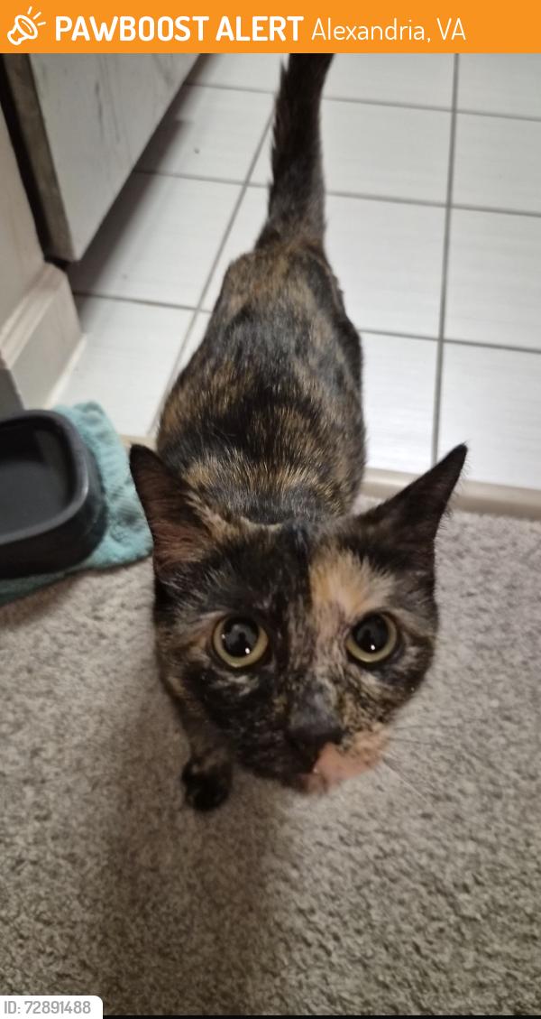 Found/Stray Female Cat last seen The Courts at Huntington , Alexandria, VA 22303