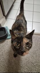 Found/Stray Female Cat last seen The Courts at Huntington , Alexandria, VA 22303
