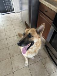 Found/Stray Male Dog last seen Rose drive, Whittier, CA 90601