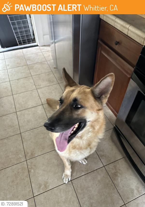 Found/Stray Male Dog last seen Rose drive, Whittier, CA 90601