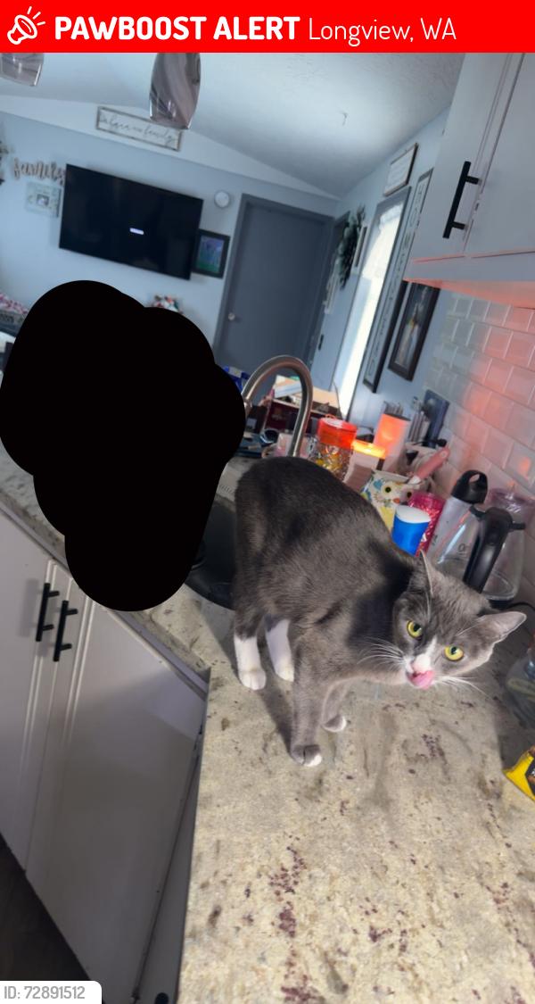 Lost Female Cat last seen heritage blvd, longview wa, Longview, WA 98632