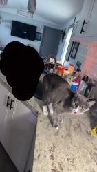 Lost Female Cat last seen heritage blvd, longview wa, Longview, WA 98632