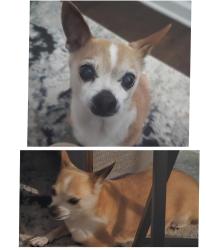 Lost Female Dog last seen Near LITTLE CREEK RD LAWRENCEVILLE (ALCOVY FALLS SUBDIVISION), Lawrenceville, GA 30045
