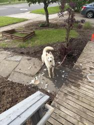 Found/Stray Unknown Dog last seen Hilbert street, Kalamazoo, MI 49006