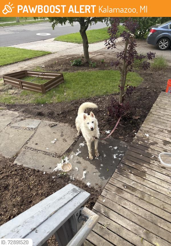 Found/Stray Unknown Dog last seen Hilbert street, Kalamazoo, MI 49006