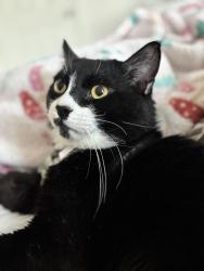 Reunited Male Cat last seen Homecoming at Eastvale , Eastvale, CA 91752